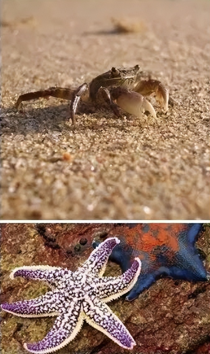 北戴河旅游攻略_北戴河海鲜市场_北戴河刘庄旅店多少钱?