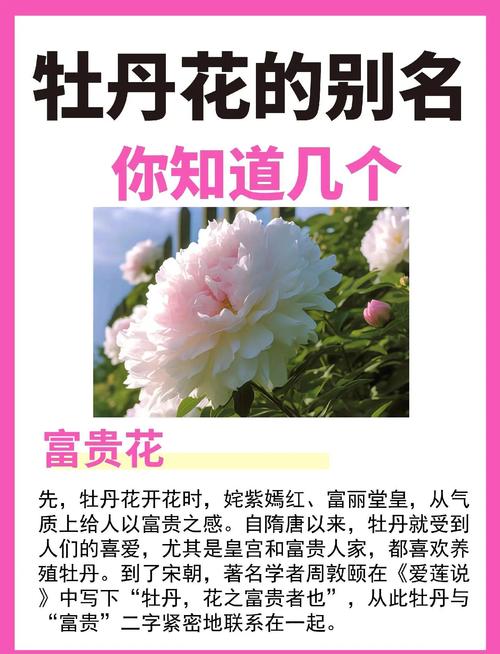 牡丹花寓意象征_富贵花象征意义_富贵满堂牡丹是何意