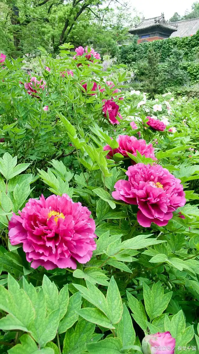 富贵满堂牡丹是何意_牡丹花寓意象征_富贵花象征意义