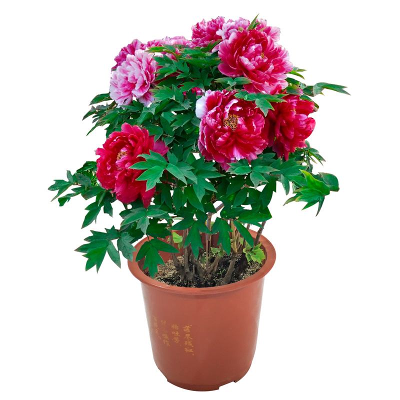 富贵花象征意义_牡丹花寓意象征_富贵满堂牡丹是何意
